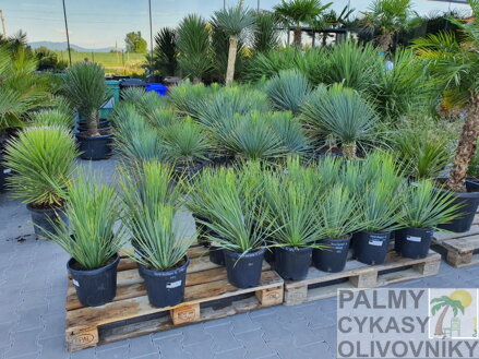 YUCCA ROSTRATA 50-60 cm