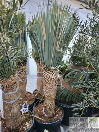 Yucca Rostrata  výška 160 - 190cm, kmeň 60 - 70cm