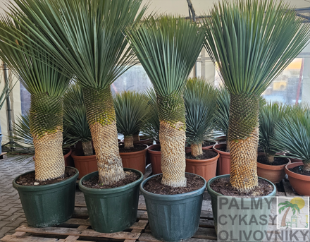 Yucca Rostrata  výška kmeňa 080-090cm výška 175-200cm