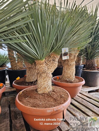 Yucca Rostrata Medusa blue swan 100 - 125cm 