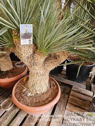 Yucca Rostrata Medusa blue swan 125 - 150cm 