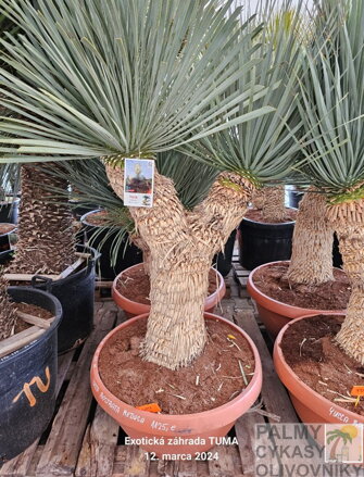 Yucca Rostrata Medusa blue swan 150 - 175cm 