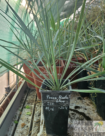 Yucca Rostrata  blue semenáč 2Lt.