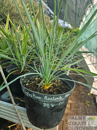 Yucca Rostrata  blue semenáč 5Lt.