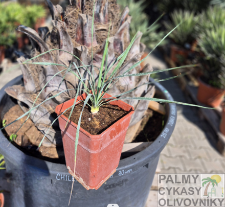 Yucca Rostrata  blue semenáč 7Lt