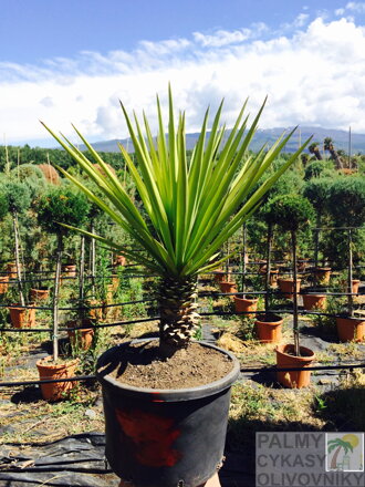 Yucca Torreyi - 10ks semien