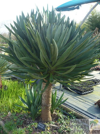 Yucca Treculeana - 10ks semien