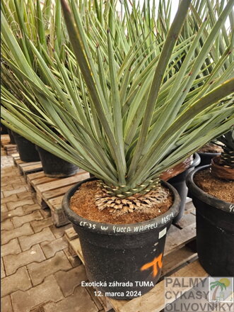 Yucca Whippeli výška 80-90cm 35 litrov