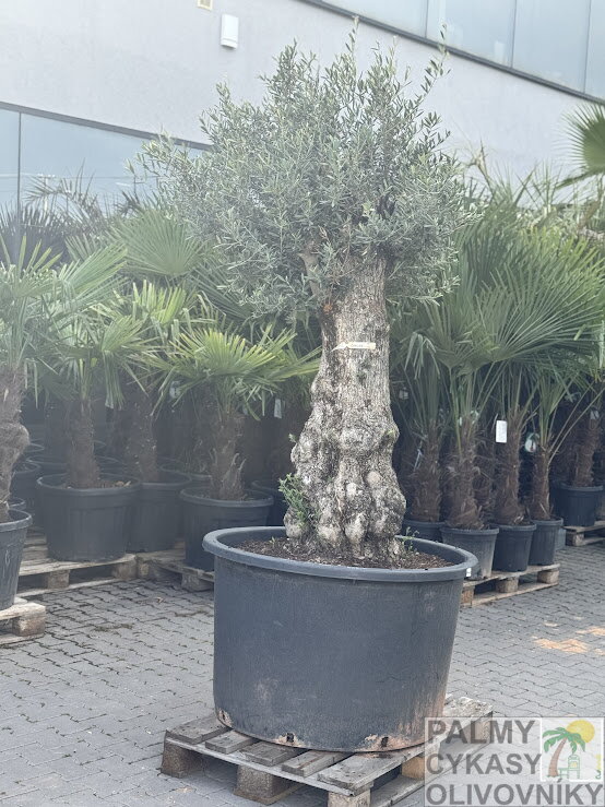 Olivovník európsky Bonsai 200-250 cm, kmeň 80/100 cm Olivovník európsky Bonsai 200-250 cm, kmeň 80/100 cm