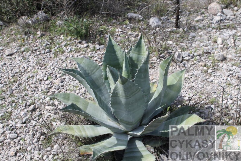 Agave Asperrima var. Potosiensis 10 semien