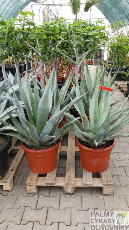 Agave Chrysantha 100 cm