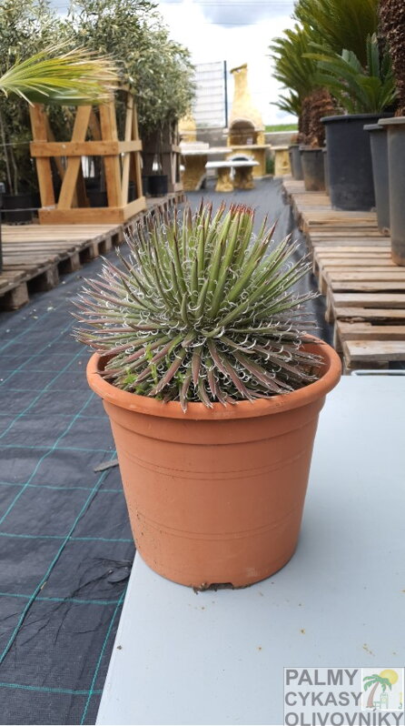 Agave Filifera 40 cm