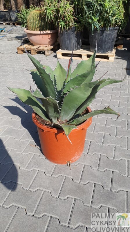 Agave Salmiana Ferox 80-100cm 45L Agave Salmiana Ferox 80-100cm 45L