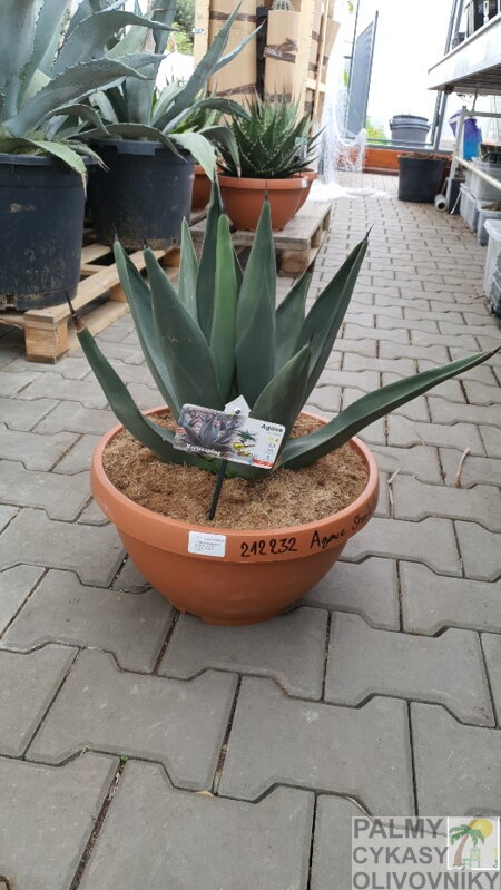 Agave Sharkskin miska 40cm