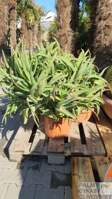 Aloe Arborescens 40-50cm Aloe Arborescens 40-50cm