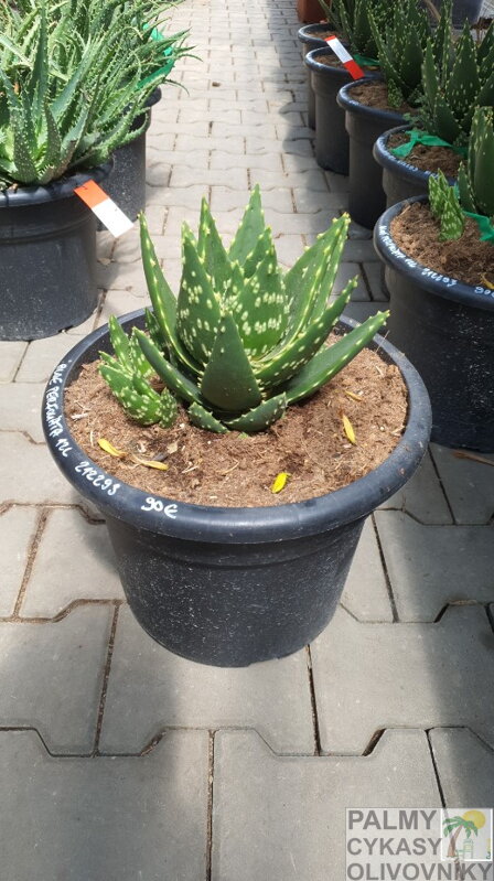 Aloe Perfoliata 40-50cm Aloe Perfoliata 40-50cm