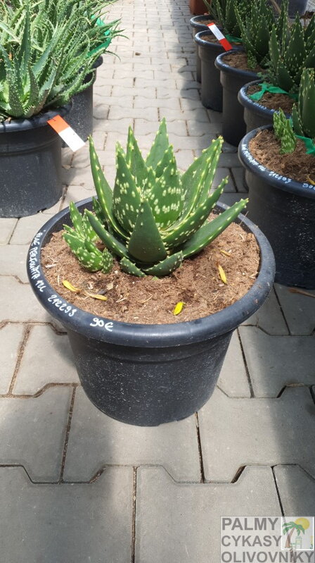 Aloe Perfoliata 40-50cm