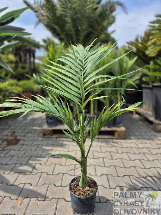 Archontophoenix Alexandrae Archontophoenix Alexandrae
