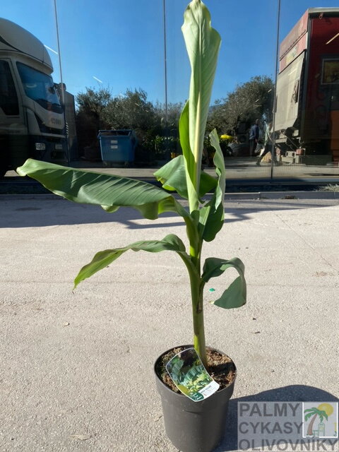 Banánovník Musa Basjoo  80-110cm