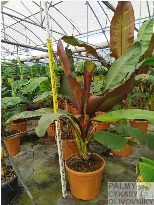 Banánovník Ensete Ventricosum Maurelli -2/-5°C 60-80cm