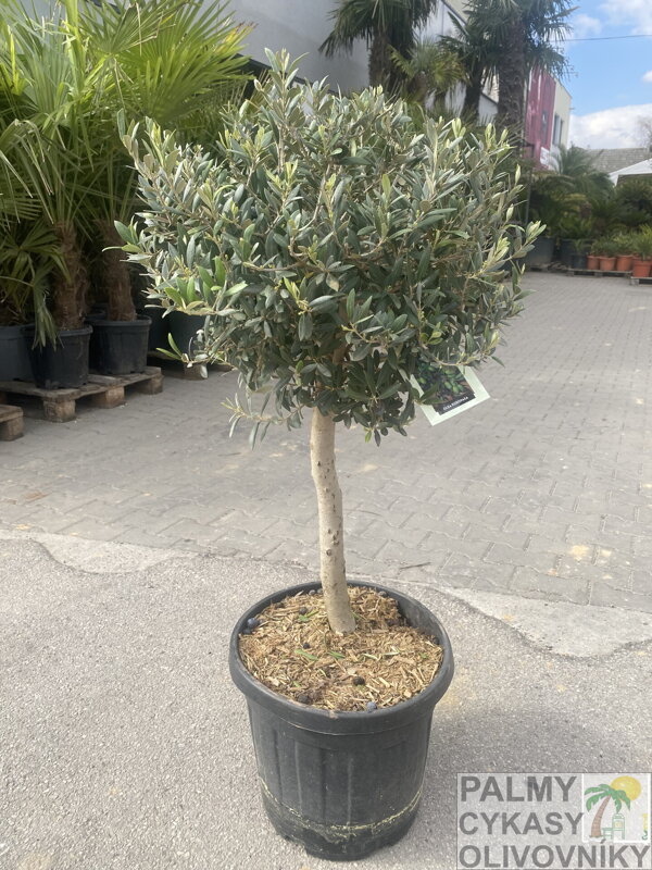 Olivovník európsky Bola výška 80-100cm