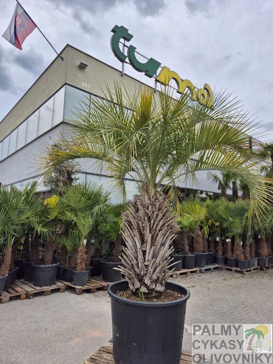 Butia Bonetti Butia Bonetti
