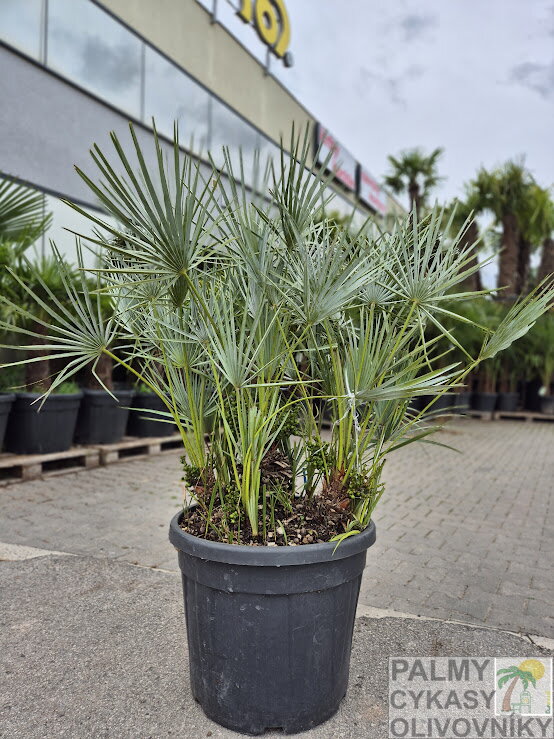 Chamaerops Humilis cerifera Chamaerops Humilis cerifera