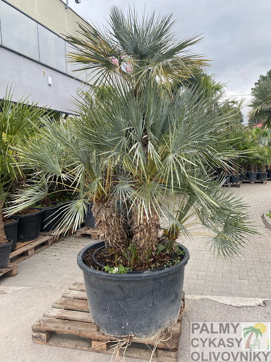 Chamaerops Humilis cerifera multikmeň 150-300cm Chamaerops Humilis cerifera multikmeň 150-300cm