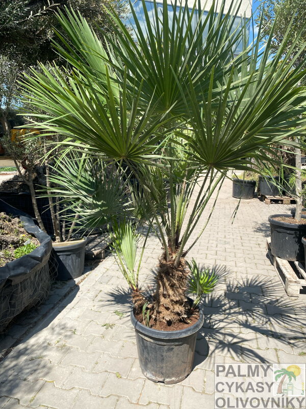 Chamaerops Humilis 100/120cm výška