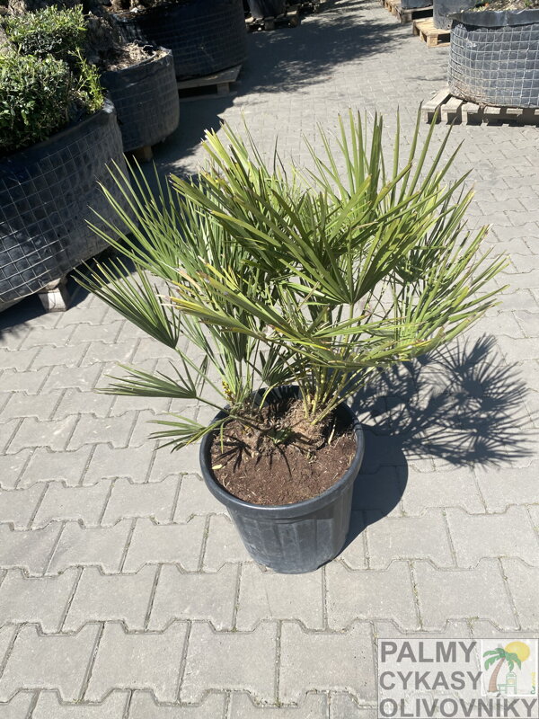 Chamaerops Humilis 25 L