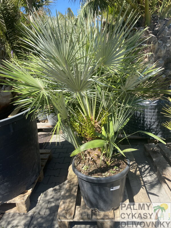 Chamaerops Humilis 45 L