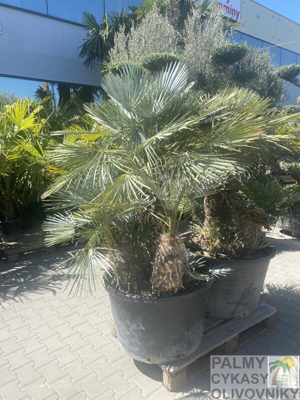 Chamaerops Humilis cerifera