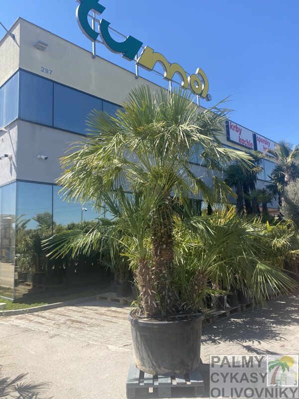 Chamaerops Humilis multikmeň 