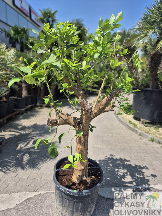 Citrus limon - citrónovník výška 200 - 220 cm 