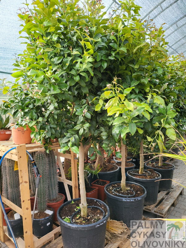 Citrus limon - citrónovník 70L, výška 200-250cm