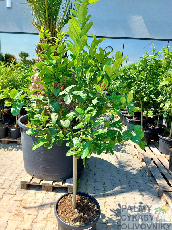 Citrus reticulata - mandarínka 45L, výška 190-220cm Citrus reticulata - mandarínka 45L, výška 190-220cm