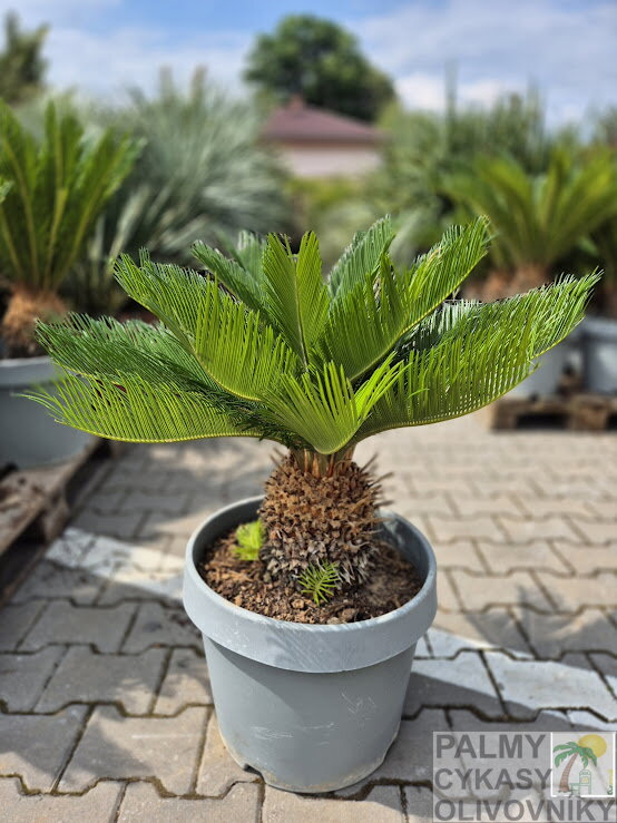 Cycas Revoluta New Life 20-26 Cycas Revoluta New Life 20-26