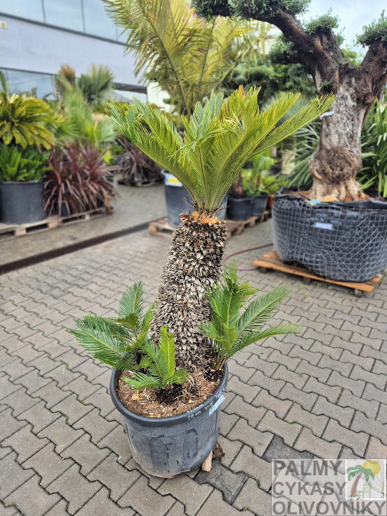 Cycas Revoluta kmeň 70-80cm Cycas Revoluta kmeň 70-80cm