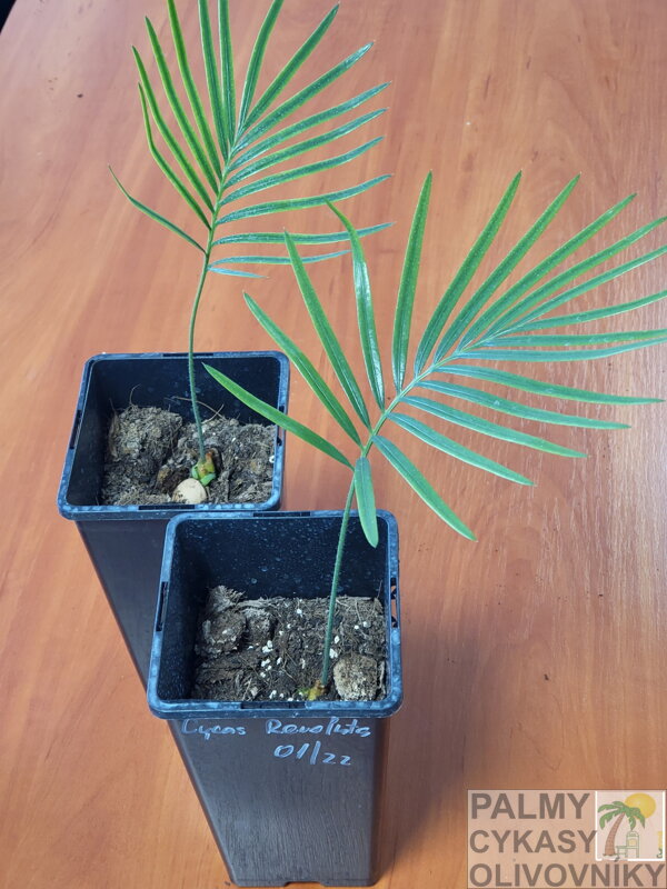 Cycas Revoluta výška 35-50cm, semenáč Cycas Revoluta výška 35-50cm, semenáč