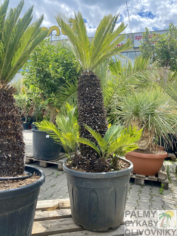 Cycas Revoluta 