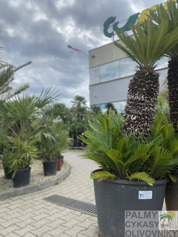Cycas Revoluta 