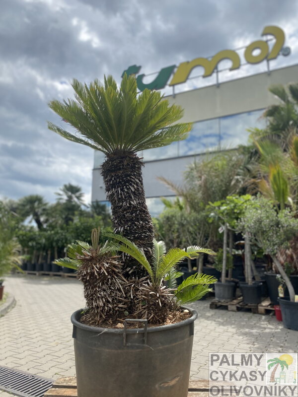 Cycas Revoluta 