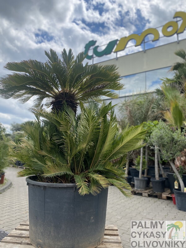 Cycas Revoluta 