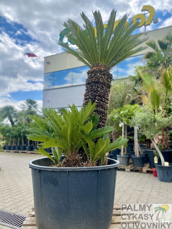 Cycas Revoluta 