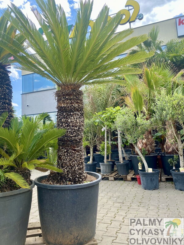 Cycas Revoluta 