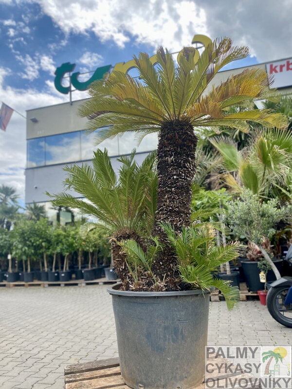 Cycas Revoluta 