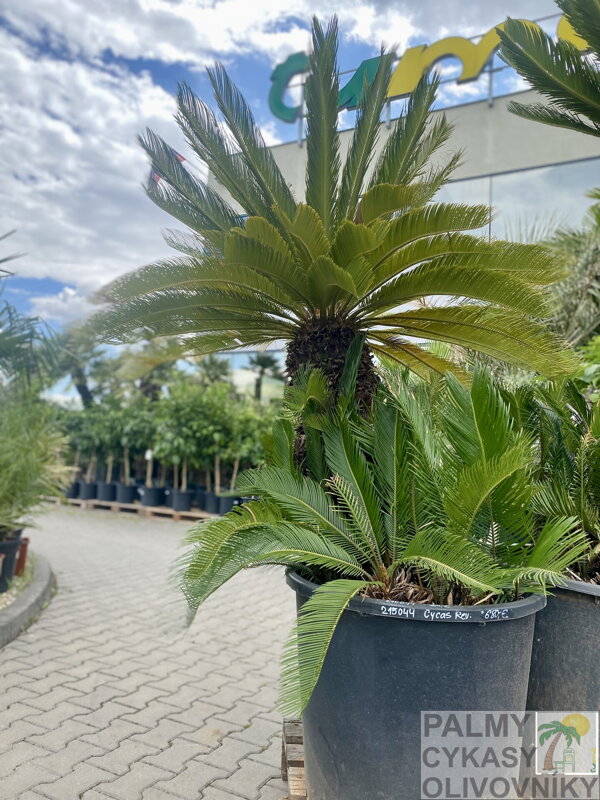 Cycas Revoluta 