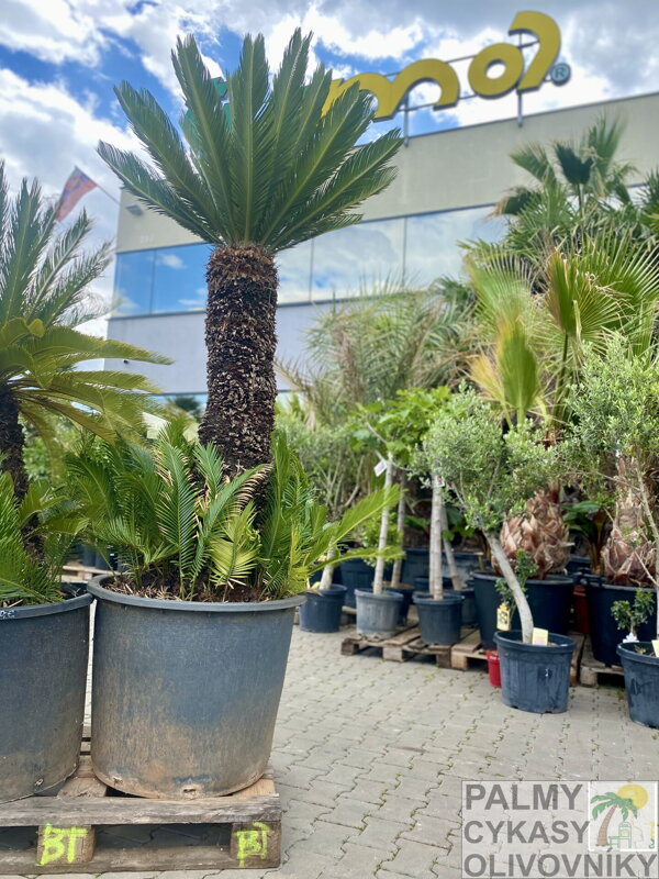 Cycas Revoluta 