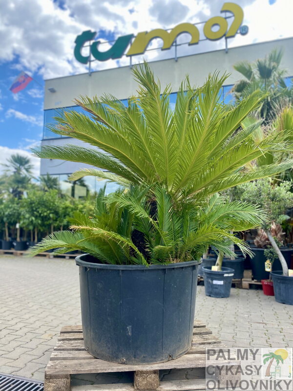Cycas Revoluta 