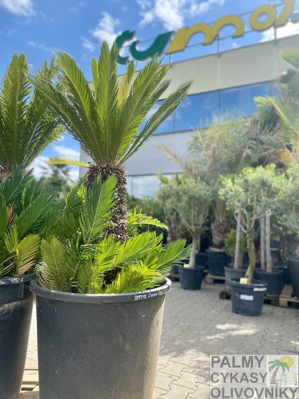 Cycas Revoluta 